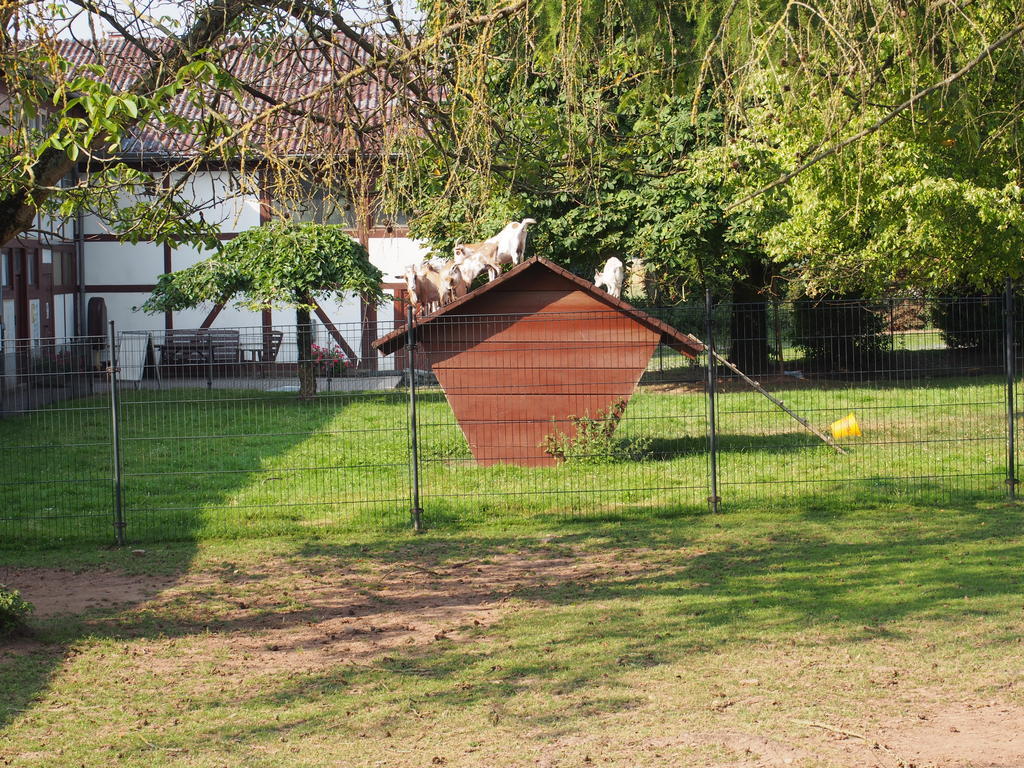 Appartamento Gut Dankerode Dankerode  Esterno foto